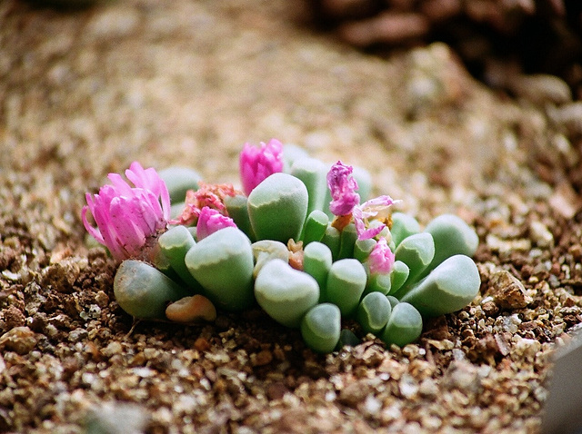 Frithia pulchra