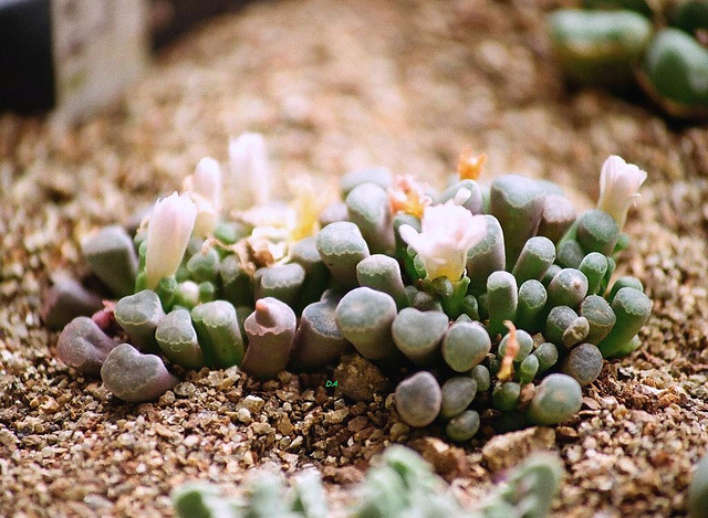 Frithia humilis