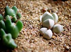 Lapidaria margaretae