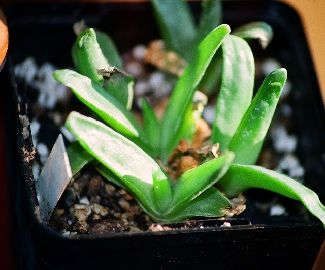 Glottiphyllum spec. de Zeekocigat