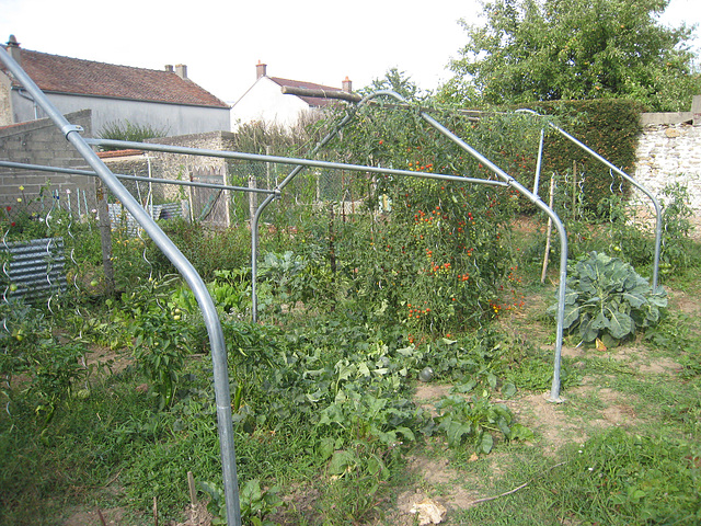 Tomates sous serre