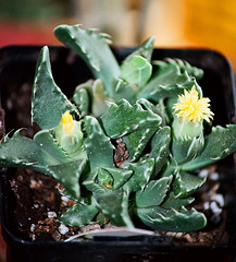 Faucaria cradockensis (2)