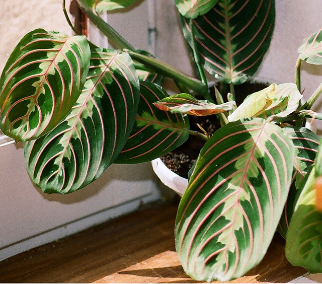 Maranta