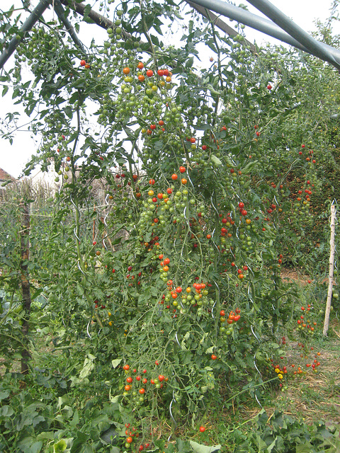 Tomates sous serre