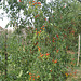 Tomates sous serre