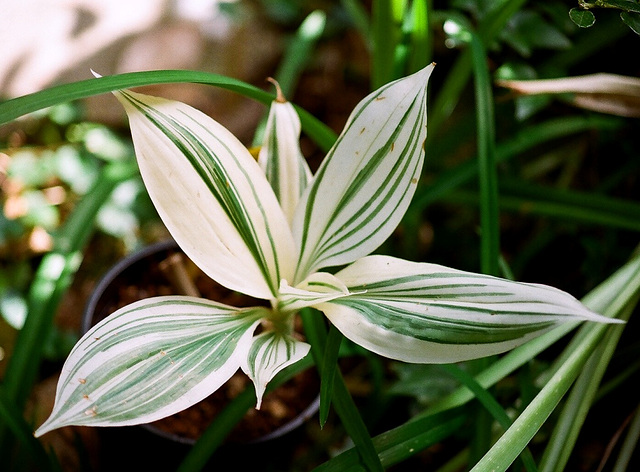 tradescantia zanonia