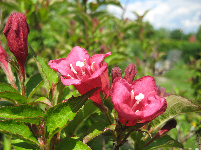 Weigelienblüten (Glockenstrauch - Weigela)