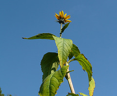 Blüte des Topinambur