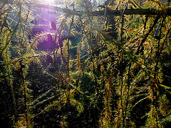 Lärchenzweige im Herbstlicht