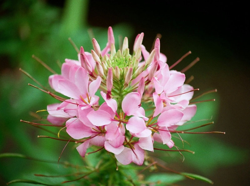 Cleome hassleriana