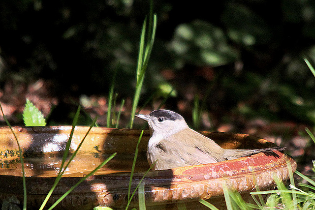 20100824 7700Tw [D~LIP] Mönchsgrasmücke (Sylvia atricapilla) [m], Bad Salzuflen