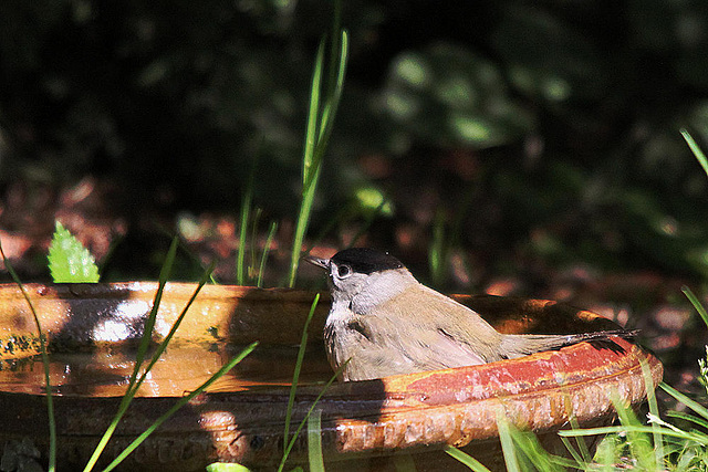 20100824 7699Tw [D~LIP] Mönchsgrasmücke (Sylvia atricapilla) [m], Bad Salzuflen