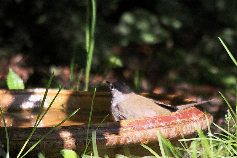 20100824 7698Tw [D~LIP] Mönchsgrasmücke (Sylvia atricapilla) [m], Bad Salzuflen