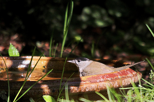 20100824 7697Tw [D~LIP] Mönchsgrasmücke (Sylvia atricapilla) [m], Bad Salzuflen