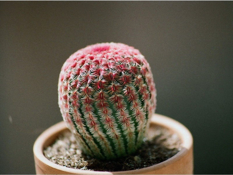 Echinocereus rigidissimus