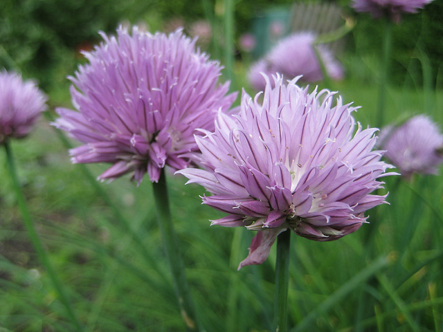 Schnittlauchblüten (Allium schoenoprasum L.)