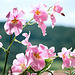 Miltoniopsis hybride rose