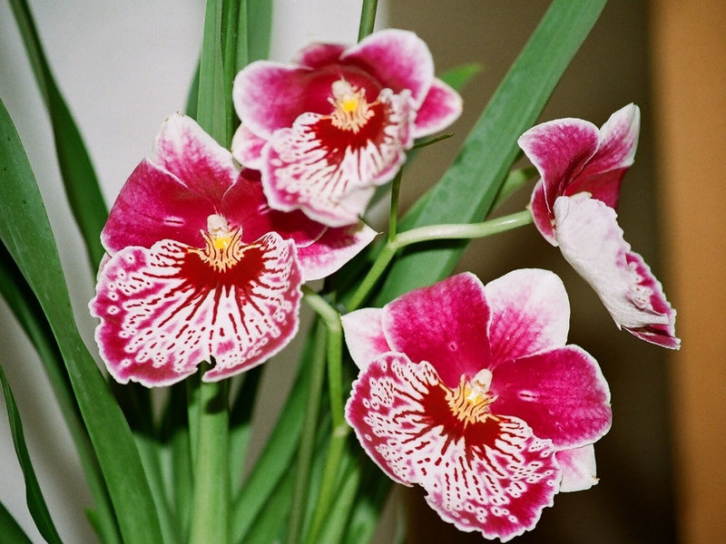 Miltoniopsis hybride