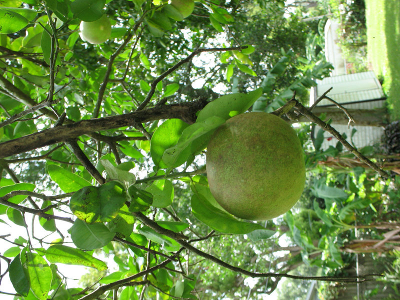 Grapefruit tree with banana tree behind..