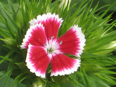 Bartnelke (Dianthus barbatus)