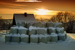 hay's in stock