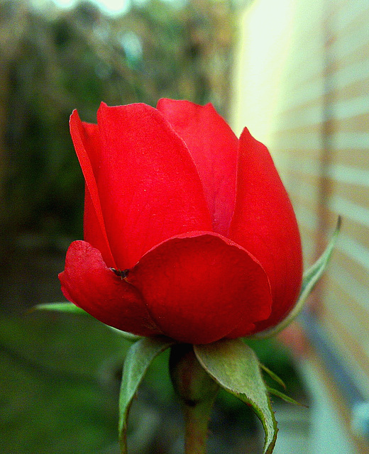 Rosa de otoño.