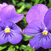 Stiefmütterchen (Viola wittrockiana)