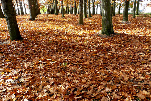 Herbst - aŭtuno - automne -