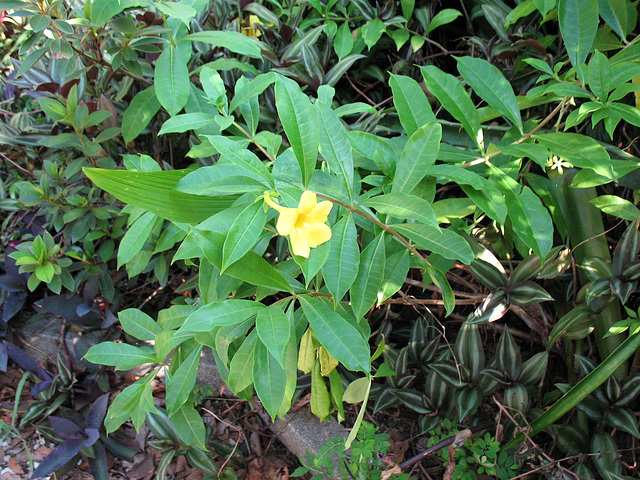 Hardy Allamanda..