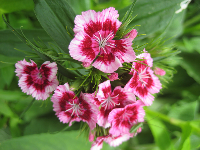 Bartnelke (Dianthus barbatus)