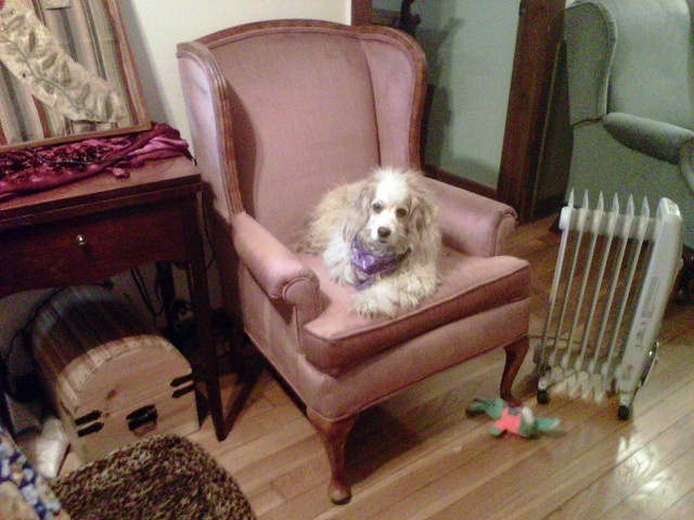 Ginsie & the new chair