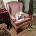 Ginsie & the new chair