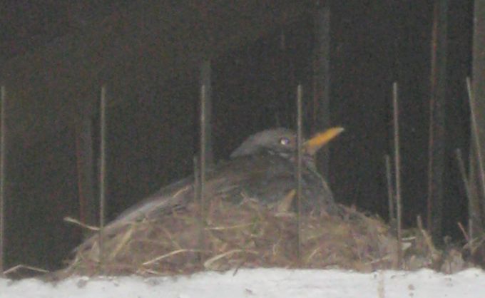 Die Amsel beim Brüten