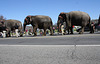 91a.RinglingBros.Circus.Parade.WDC.16March2010