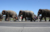 92a.RinglingBros.Circus.Parade.WDC.16March2010