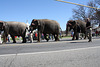 93.RinglingBros.Circus.Parade.WDC.16March2010