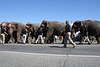 94.RinglingBros.Circus.Parade.WDC.16March2010