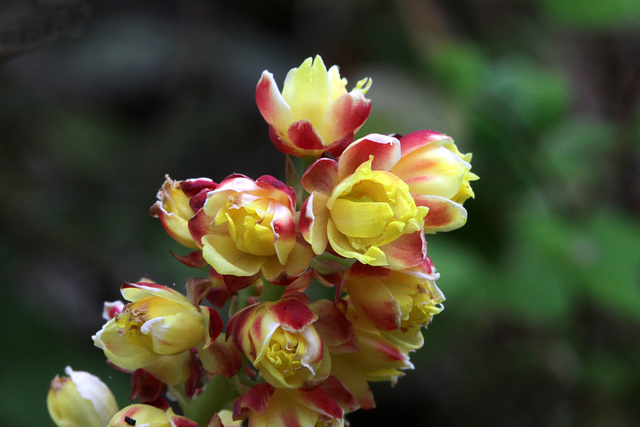 Dwarf Oregon-grape