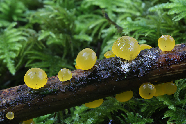 Golden Jellycone Mushrooms