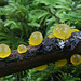 Golden Jellycone Mushrooms