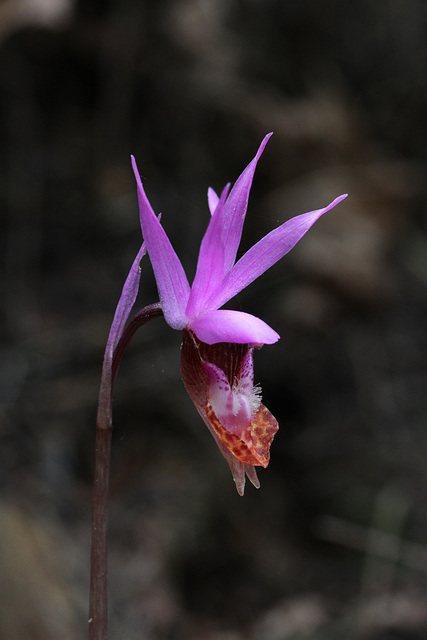 Another Fairy Slipper