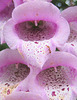 Fingerhut (Digitalis purpurea) mit Ameise