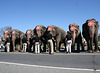 98a.RinglingBros.Circus.Parade.WDC.16March2010