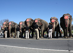 98a.RinglingBros.Circus.Parade.WDC.16March2010