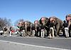 99a.RinglingBros.Circus.Parade.WDC.16March2010