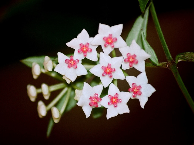 hoya bella (3)