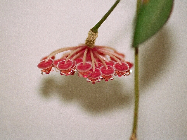 hoya tsangii (4)