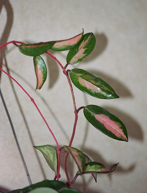 Hoya carnosa tricolor