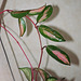 Hoya carnosa tricolor