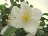 Pfeifenstrauch - falscher Jasmin (Philadelphus coronarius)